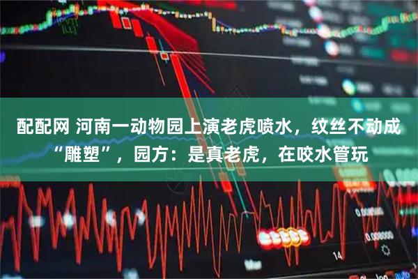 配配网 河南一动物园上演老虎喷水，纹丝不动成“雕塑”，园方：是真老虎，在咬水管玩